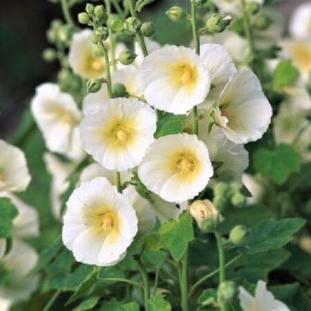 Polarstar, Hollyhock Seeds - Packet image number null